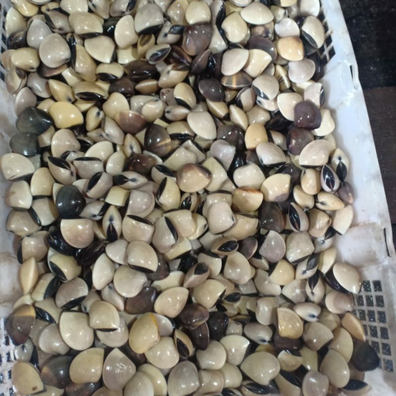 

kerang tahu ..
