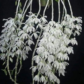 Anggrek Dendro Anosmum alba