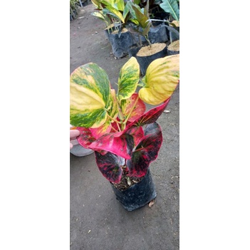 tanaman hias bunga puring koleksi langka berkualitas bunga puring apel merah delima