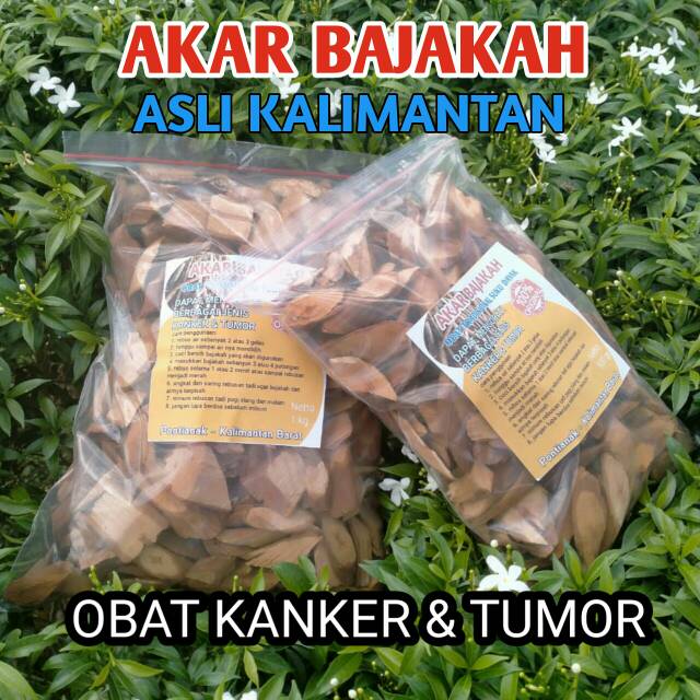 

BAJAKAH / KAYU BAJAKAH / AKAR BAJAKAH asli kalimantan 30rb/250gram