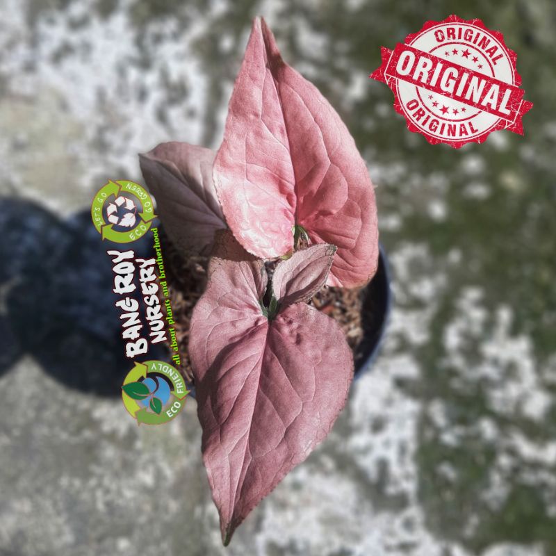 syngonium pink perfection original