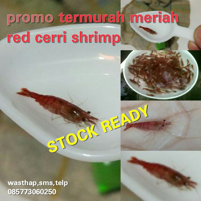 udang hias red cerri shrimp(RCS)