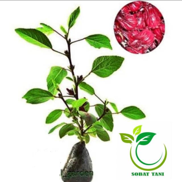 Bibit Tanaman Rosella Merah