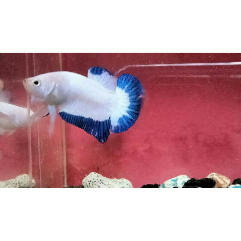 

Blurim