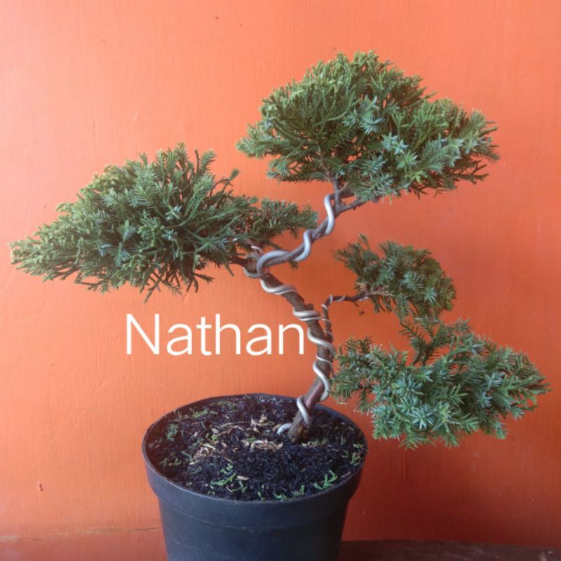 Pohon Cemara Pua Pua Bahan Bonsai / Bibit pohon natal piramid