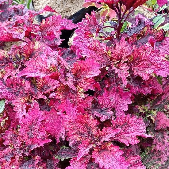 Bunga Miana Ekor Naga Merah Tanaman Hias Hidup Miyana Langka Sultan Premium Murah HIJAU TAMAN