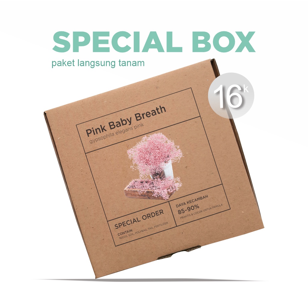 Paket Langsung Tanam - Gardening Kit - SPECIAL BOX - Benih Bunga Pink Baby Breath Gypsophila Elegans Pink Flower Seeds