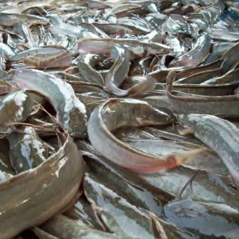 

IKAN LELE SEGAR HASIL PANEN SENDIRI 1KG