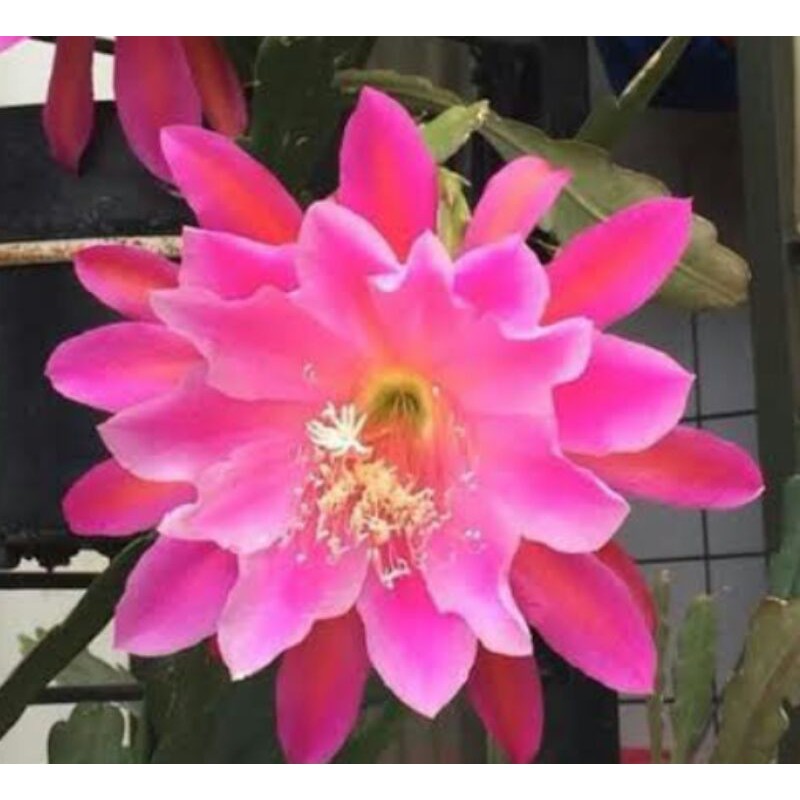 bibit bunga wijaya kusuma california dream