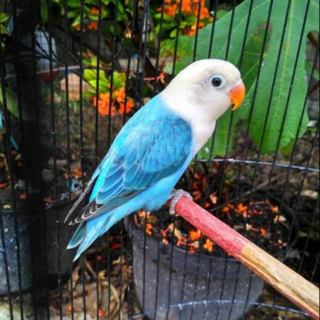 Lovebird Biola Blue