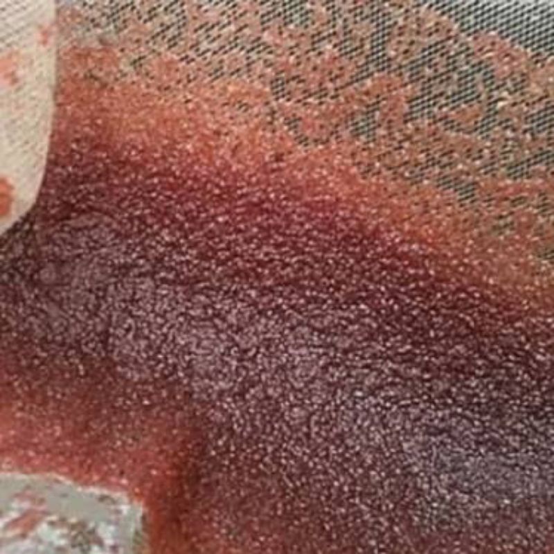 kutu air fresh pakan ikan cupang / pakan burayak