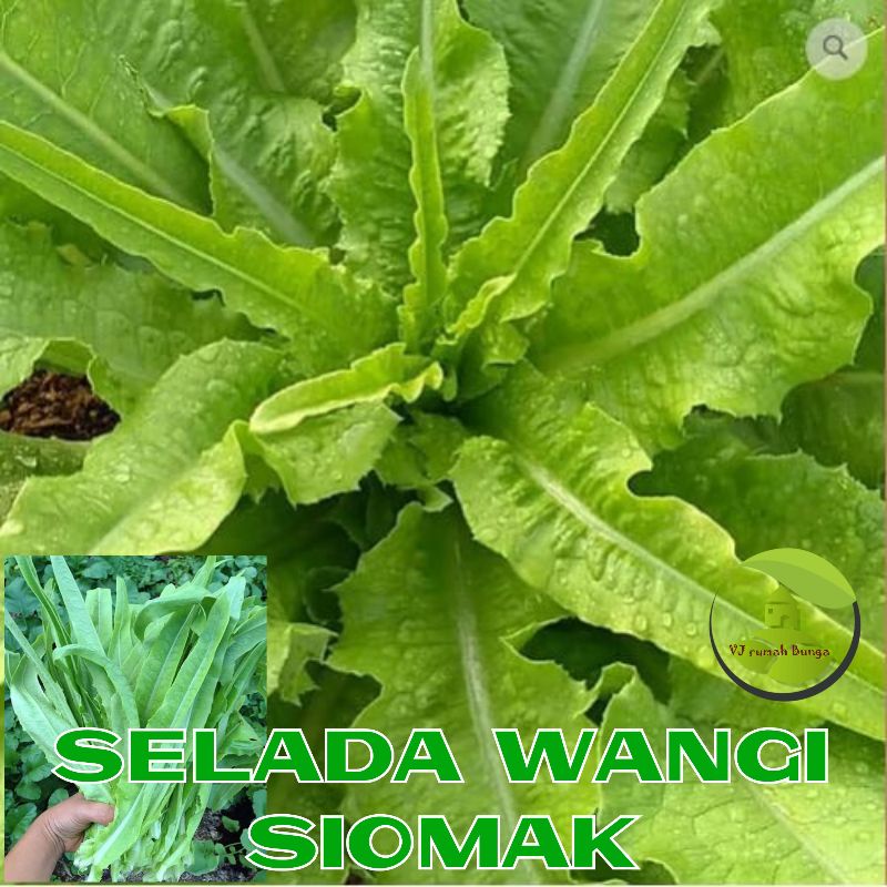 Benih Selada Wangi Siomak Bibit Siomak Selada Wangi (manis)