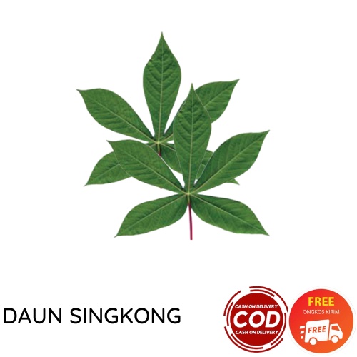 DAUN SINGKONG