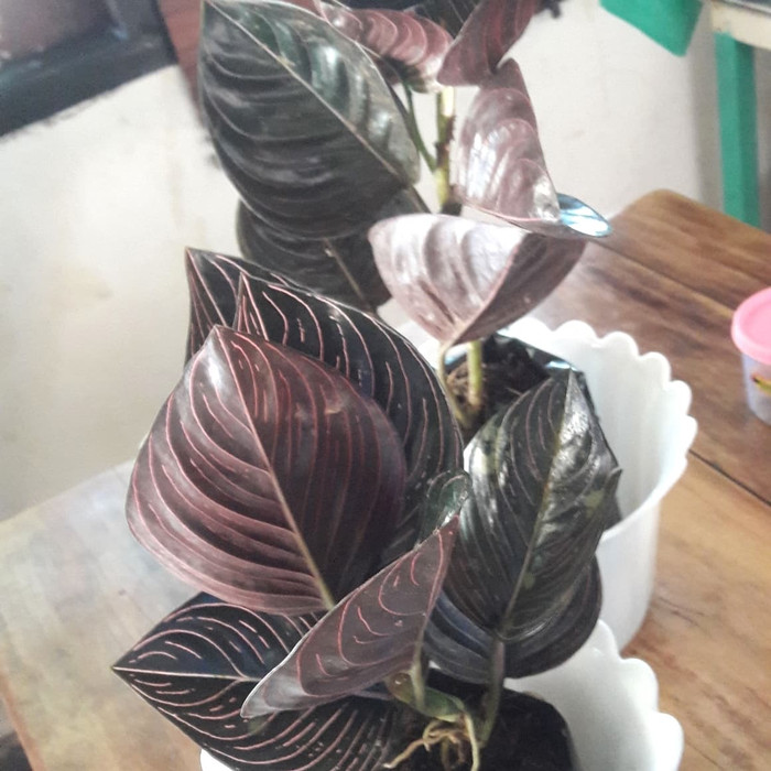 aglonema rotundum aceh super/ bunga alonema/seroja aceh