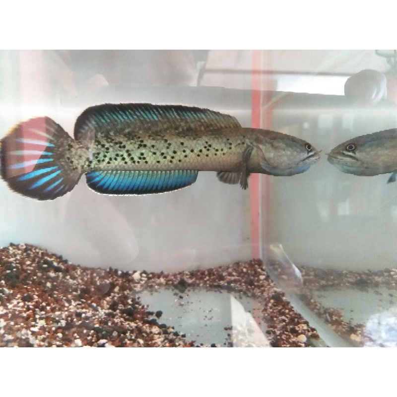 Stewartii karbi 17-18cm