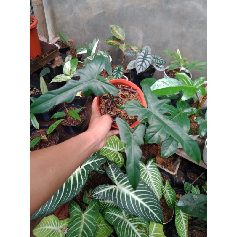 philodendron dragon narrow form #longilobatum #tanaman #aroid #philodendron