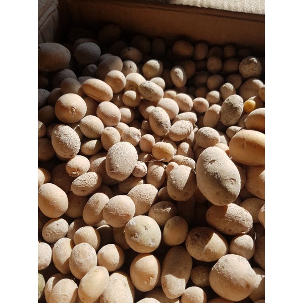 Jual Bibit Kentang/Benih kentang/Kentang G0(Granola L) Shopee Indonesia