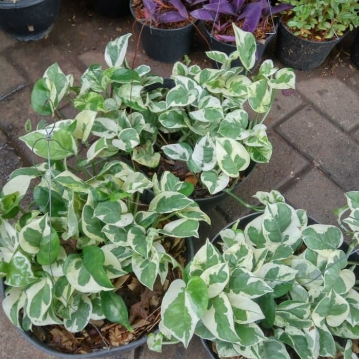 Tanaman Hias sri gading enjoy rimbun - sri gading koin .