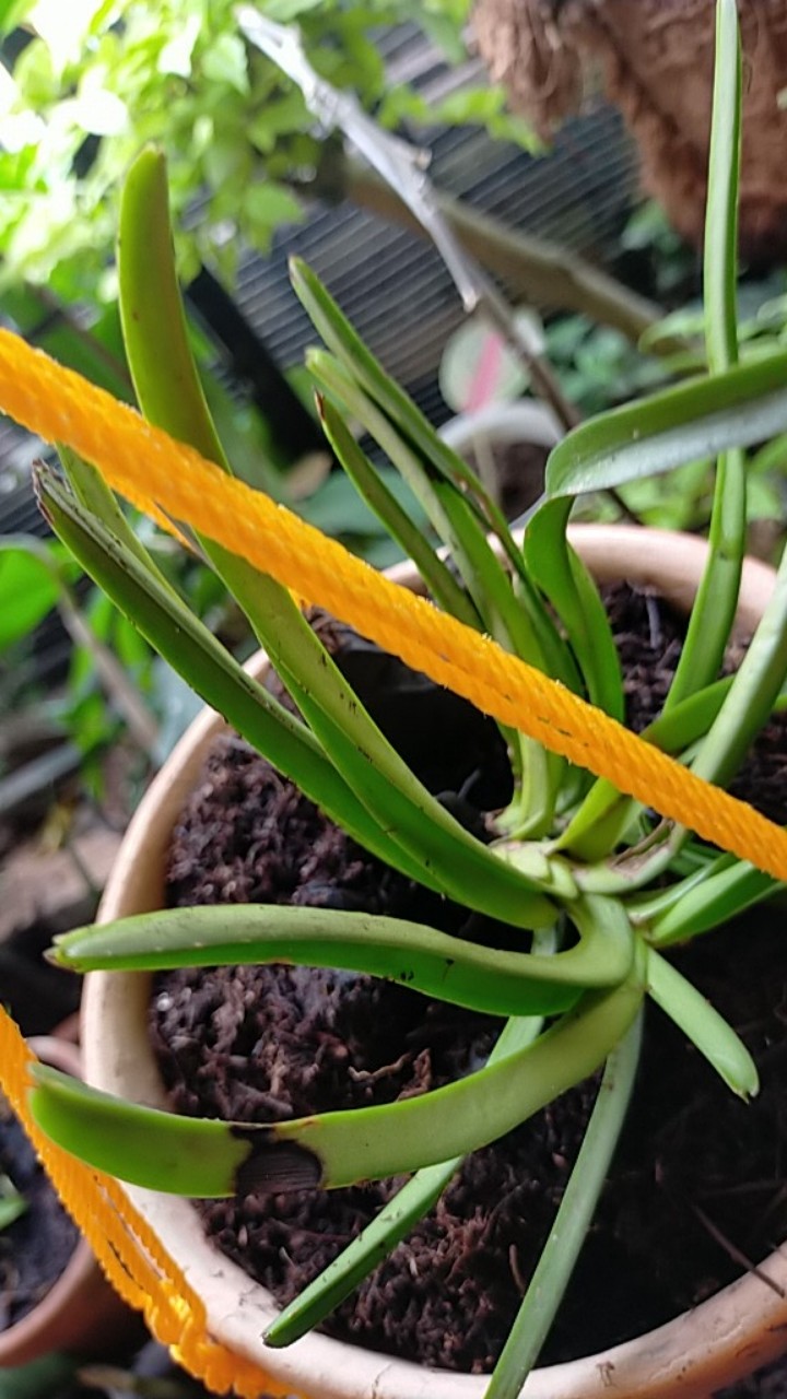 Anggrek Vanda Miniatum