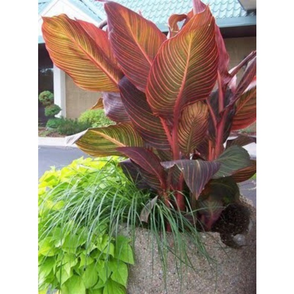 Tanaman Hias pisang bugis merah Canna indica read