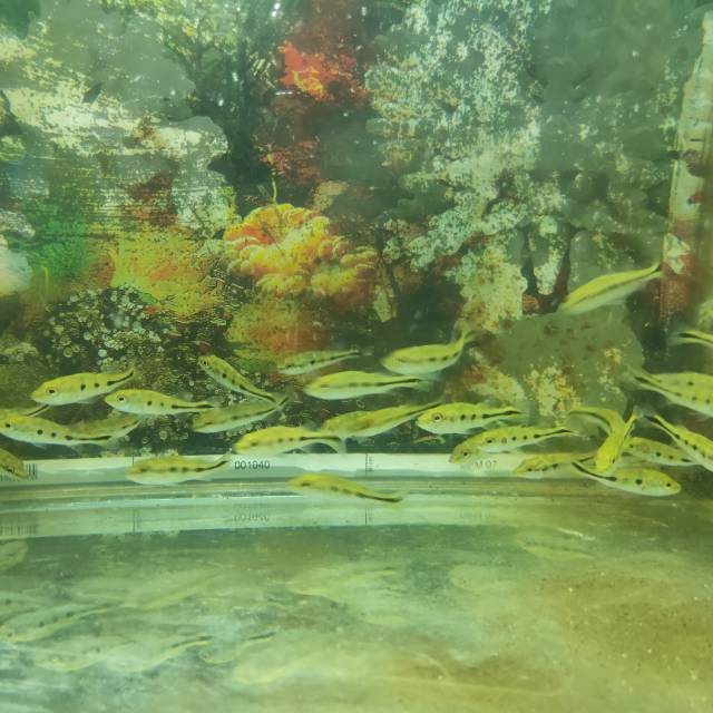 peacock bass kelberi 6-7cm