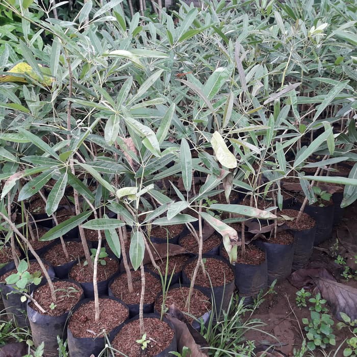 tanaman bunga tabebuya , pohon tabebuya , bibit tabebuya