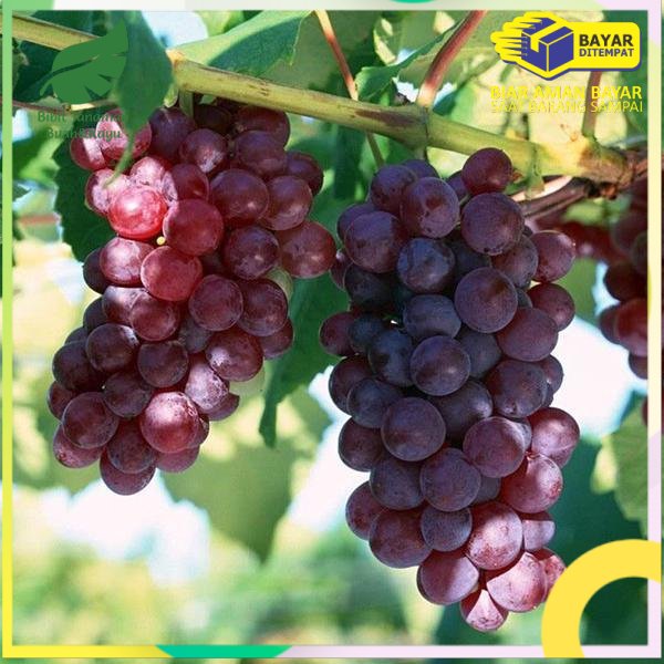 Promo Paket 4 Pohon Anggur Merah Import Bibit Anggur Merah Import Bibit Buah Anggur Merah