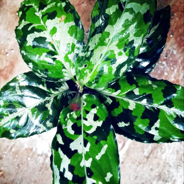 Aglonema pictum tricolour