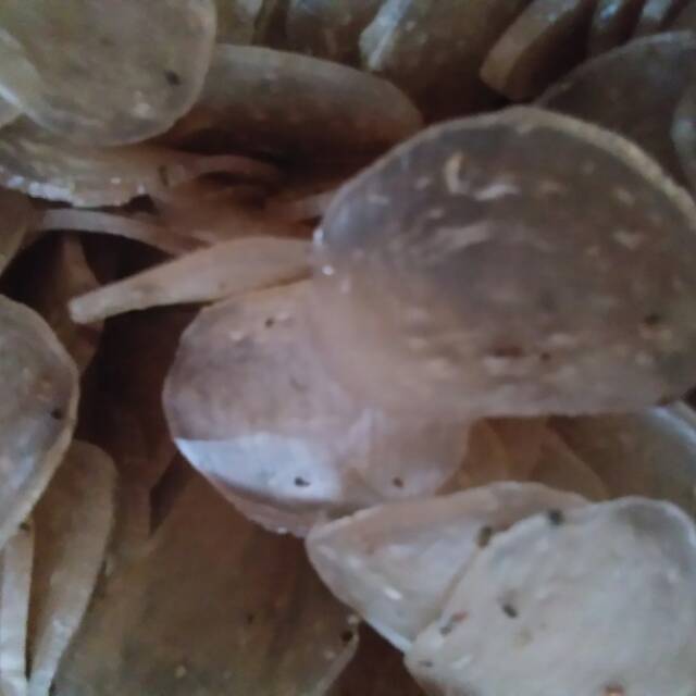 Kerupuk kupang mentah loss 500 g