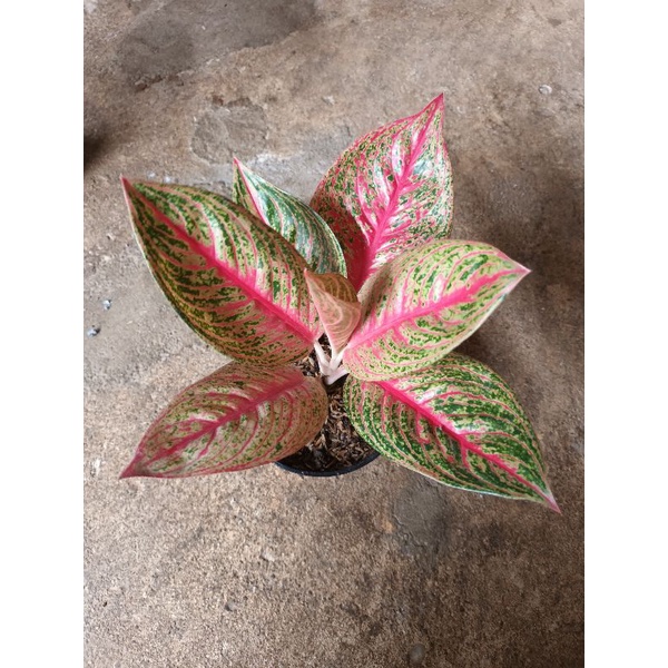 Aglaonema red legacy