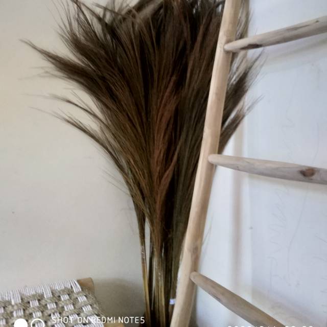 Dried flower Long grass Bunga kering pampas Bunga 