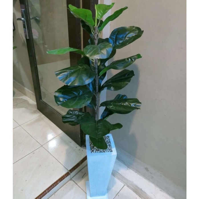 pohon Ketapang latex 100cm 21dauntanppot