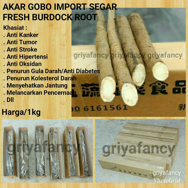

Akar Gobo Import Segar / Fresh Burdock Root / Ketela Jepang 1kg