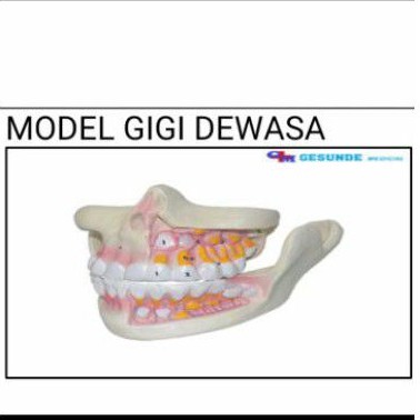 

gigi alat peraga pendidikan torso model gigi bisa di lihat dengan jelas bagian bagiannya