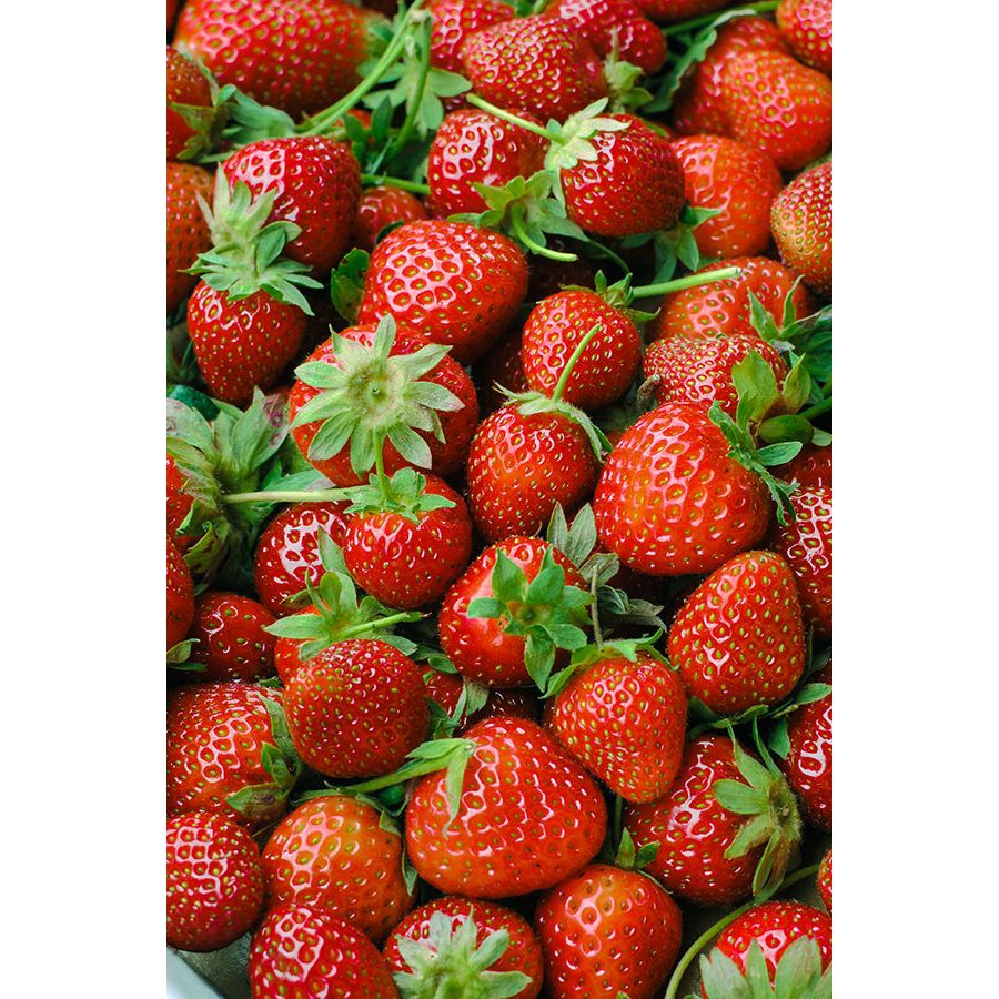 Benih Bibit Biji - Tanaman Buah Strawberry Merah Red Strawberry Seeds - IMPORT