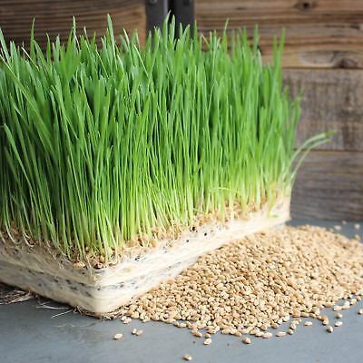 300 BIJI CAT GRASS BENIH WHEATGRASS ORGANIK / BENIH RUMPUT KUCING 