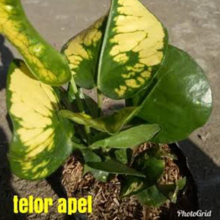 

Ready puring kuning telur apel super import !!