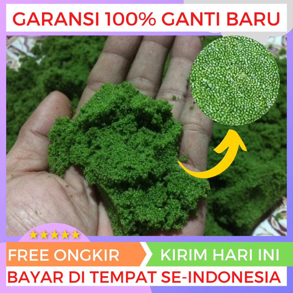 

Azolla wolffia atau wolfia termurah