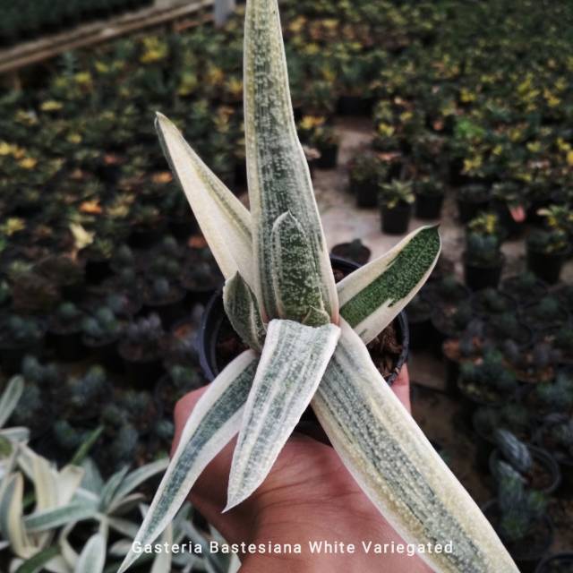 Gasteria Bastesiana White varigata