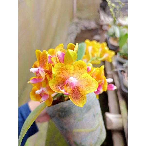 anggrek bulan grade B novelti kuning bintik phalaenopsis hybrid bunga mini kondisi spike wangi harum