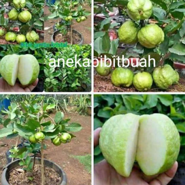 obral BIBIT JAMBU KRISTAL cangkok TANPA BIJI SUPER