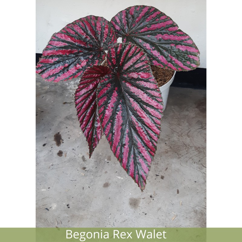 Begonia Rex Walet