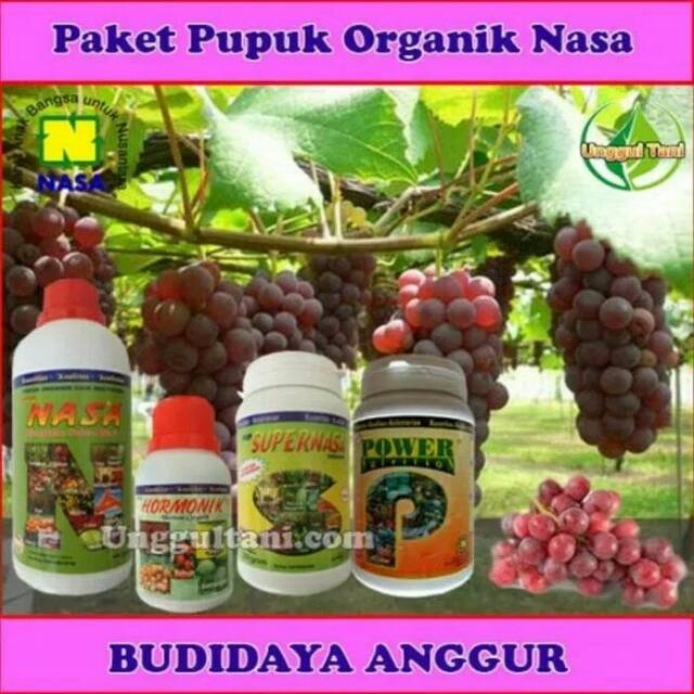 

Paket budidaya angur organik stockist nasa tangerang