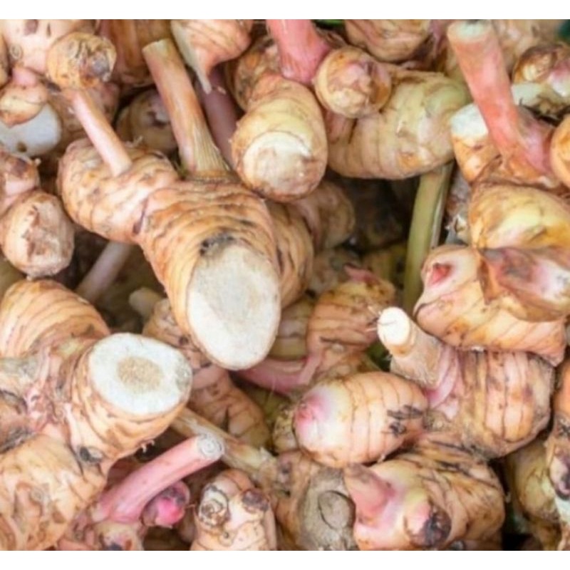 

Laos Lengkuas Merah Segar Fresh Asli Herbal Kualitas Bagus