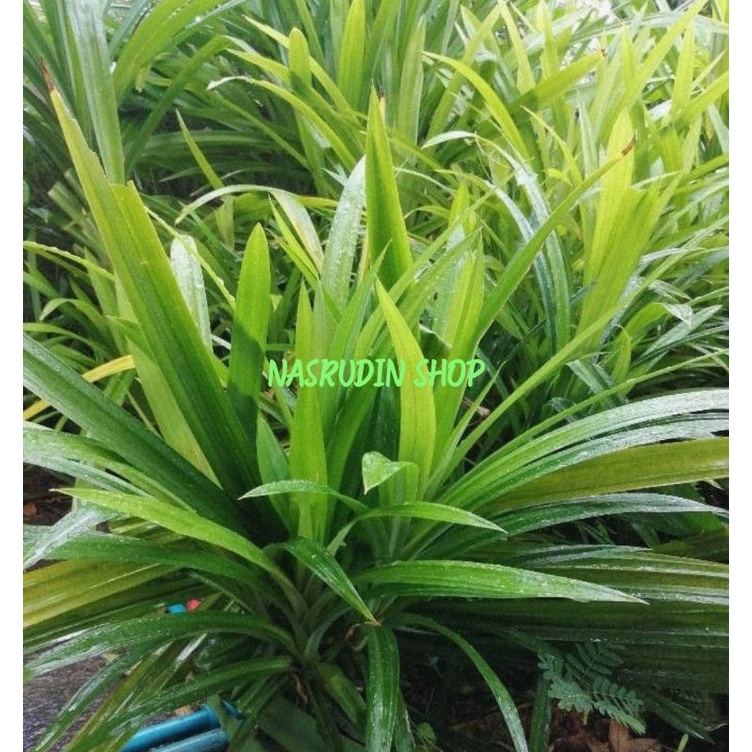 

BIBIT TANAMAN PANDAN WANGI FRES MURAH