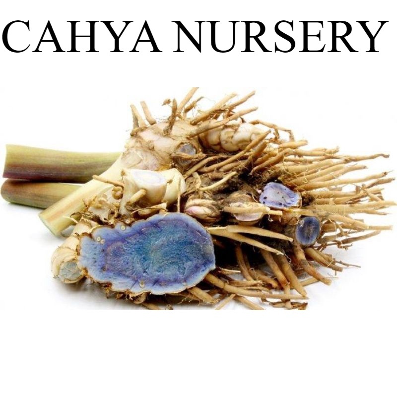 

Promo Kunyit hitam segarr 500gram temu ireng hitam basah