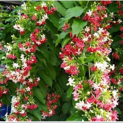 melati belanda tumpuk asli