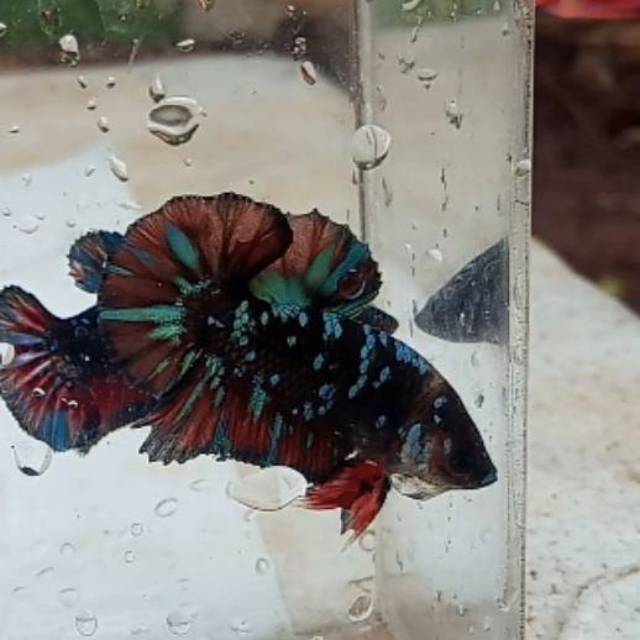 Cupang black galaxy atau avatar gordon