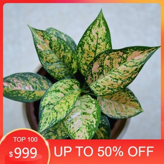 Aglonema Ruby Orange - Aglaonema Ruby Orange