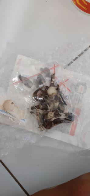 Biji/benih/bibit Bunga Tabebuia Caraiba (10 Biji)